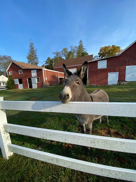 Rico saying hello