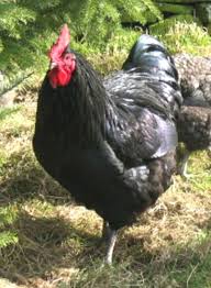 Leroy Leroy