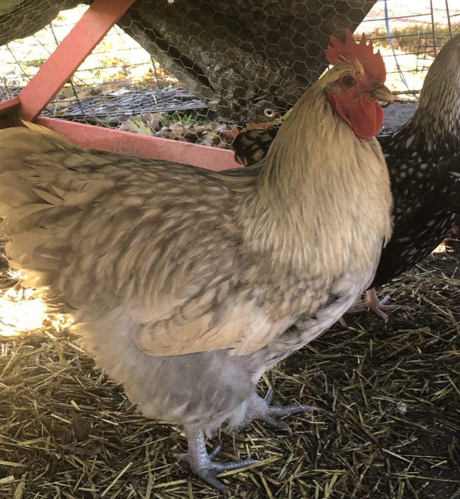 Mac Rooster Mac Rooster