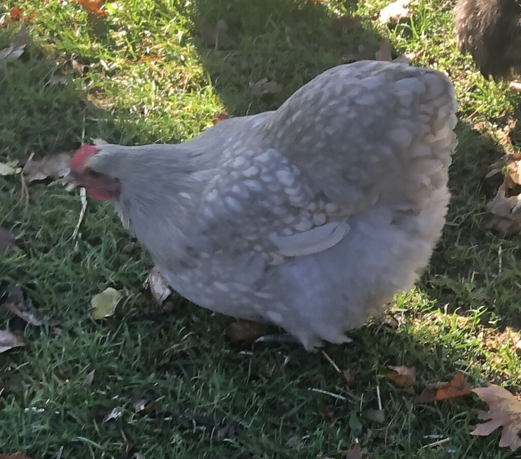 Matilda Hen Matilda Hen