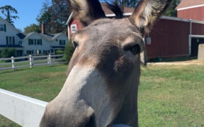 Freedom Farm Animal Sanctuary’s Donkey Rescue