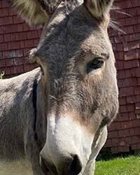 Rico the Donkey Learns to Trust