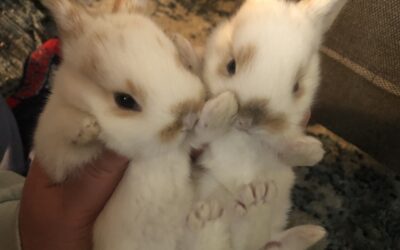 About Pippa and Poppet