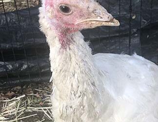 About Burke and Stella