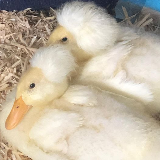 Japan Photo Journal: Baby ducks in Osaka Pref. ready to be shipped as  feathery farmers - The Mainichi