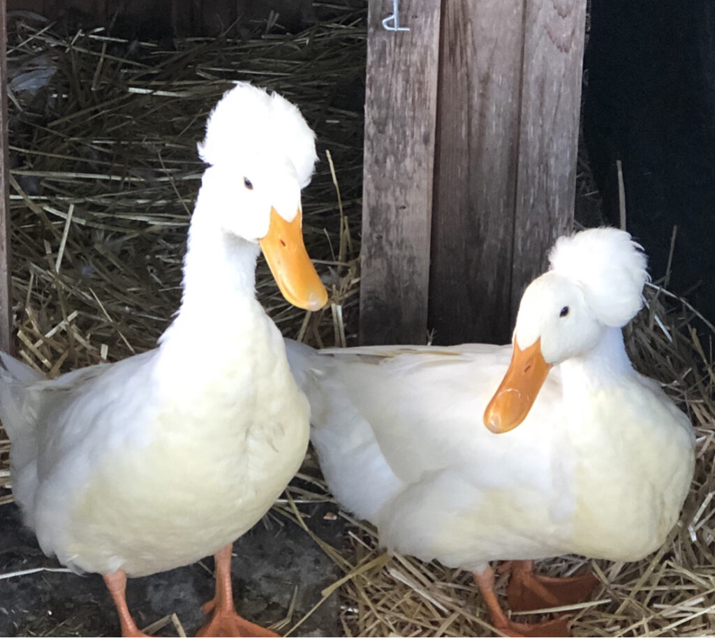 Japan Photo Journal: Baby ducks in Osaka Pref. ready to be shipped as  feathery farmers - The Mainichi