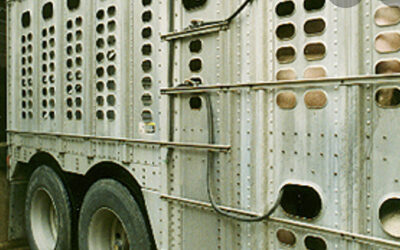 What is livestock transport really like?