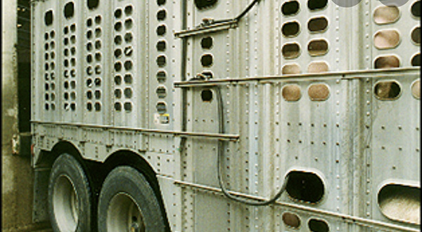 Livestock Transport Truck