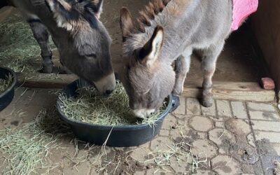 Donkeys Rico and Jack and Their Love Story