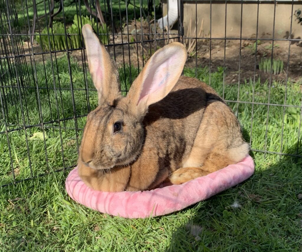 Cleo Cleo