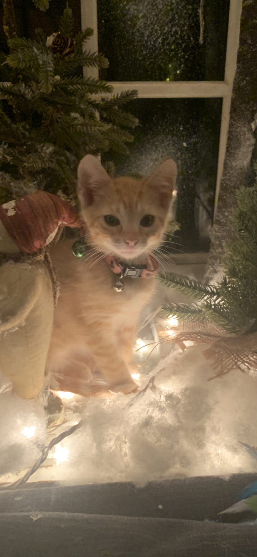 Oliver Oliver