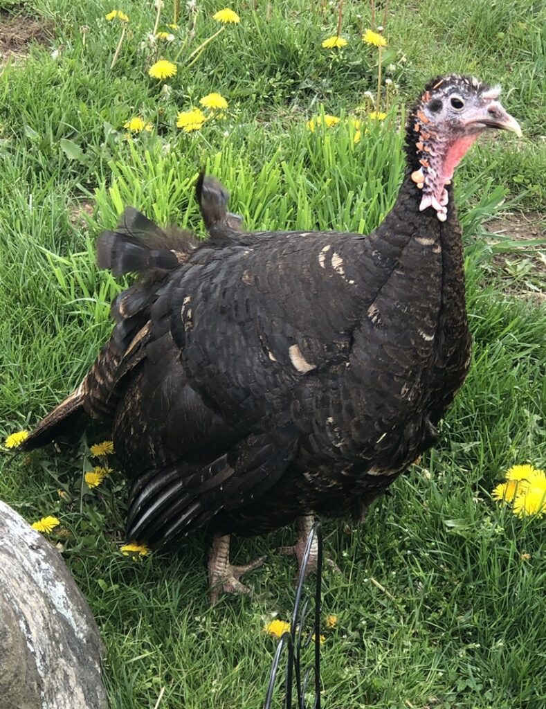 Zelda Turkey